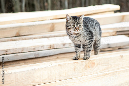 cat on wooden boards, animal background