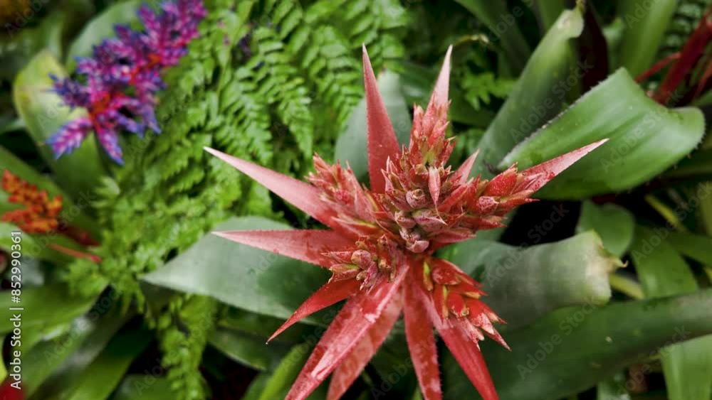 Close up of tropical flowers with slow pan across