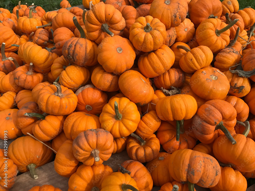 pile of pumpkins pile of pumpkins