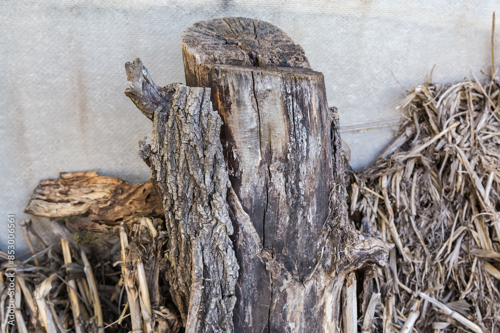 Obraz premium High stump of the old tree partly without bark