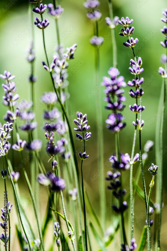 Naklejka premium Flowers in mountain. Spring, flowers