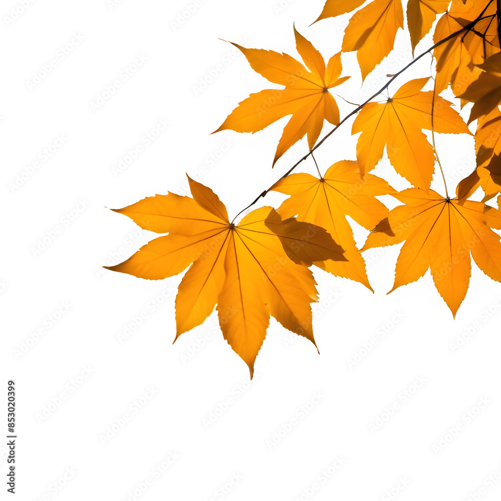 Natural autumn background Natural autumn background