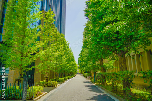 木陰のビル通り