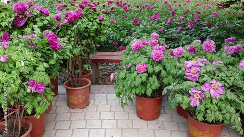 Wallpaper Mural China,  Luoyang, China Luoyang Peony Cultural Festival , pink peonies blooming
 Torontodigital.ca