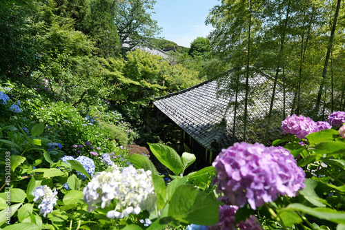 鎌倉,長谷寺の経蔵と紫陽花
