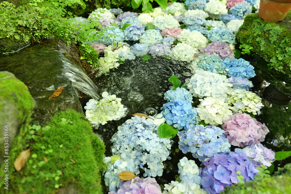 鎌倉, 長谷寺の卍池の色んな色の紫陽花 Stock Photo | Adobe Stock