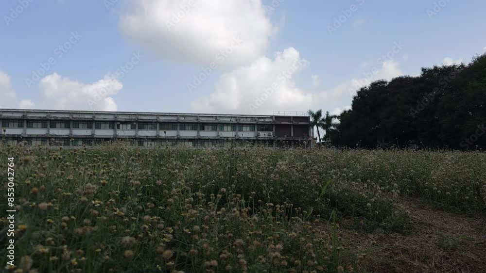 A sea of Tridax daisy Infront of an industrial building A sea of Tridax daisy Infront of an industrial building