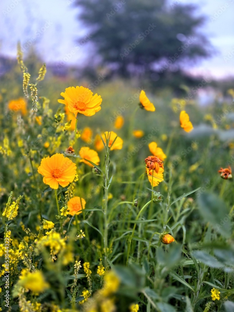 Fototapeta premium flowers in the field