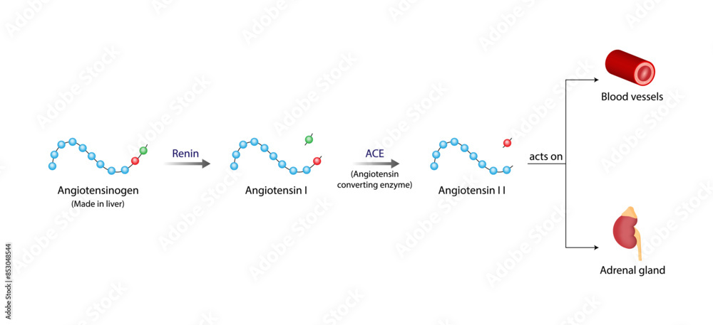 Angiotensin II acts on blood vessels and adrenal gland. Renin ...