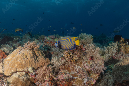 Fish swim at the Tubbataha Reefs national park Philippines 