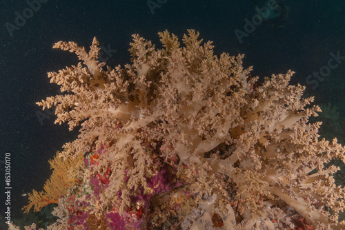 Coral reef and water plants at the Tubbataha Reefs, Philippines
 photo