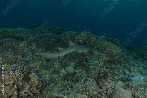 Thresher Shark swimming at the Tubbataha Reefs Philippines  © yeshaya