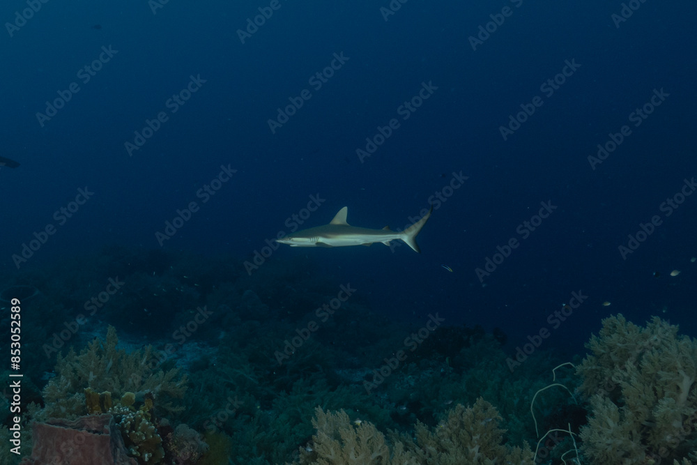 Fototapeta premium Thresher Shark swimming at the Tubbataha Reefs Philippines