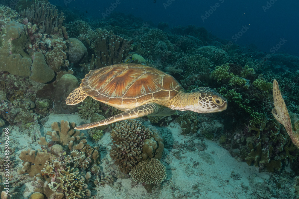 Hawksbill sea turtle at the Tubbataha Reefs national park Philippines
Hawksbill sea turtle at the Tubbataha Reefs national park Philippines
