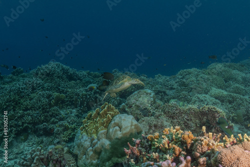 Hawksbill sea turtle at the Tubbataha Reefs national park Philippines  © yeshaya
