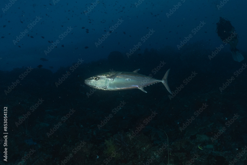 Fish swim at the Tubbataha Reefs national park Philippines
Fish swim at the Tubbataha Reefs national park Philippines