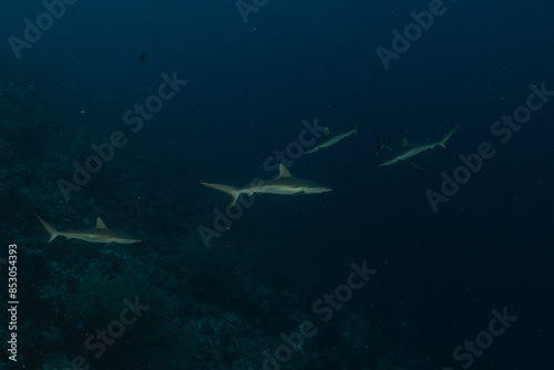 Thresher Shark swimming at the Tubbataha Reefs Philippines
