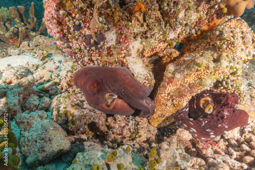 Octopus king of camouflage at the Tubbataha Reefs National Park Philippines