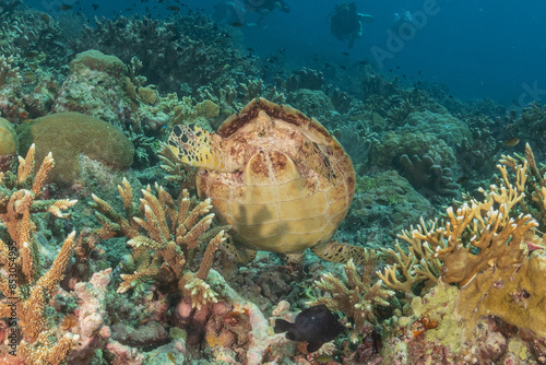 Hawksbill sea turtle at the Tubbataha Reefs national park Philippines
 photo