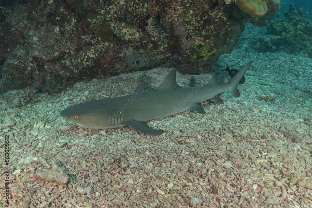 Thresher Shark swimming at the Tubbataha Reefs Philippines
Thresher Shark swimming at the Tubbataha Reefs Philippines