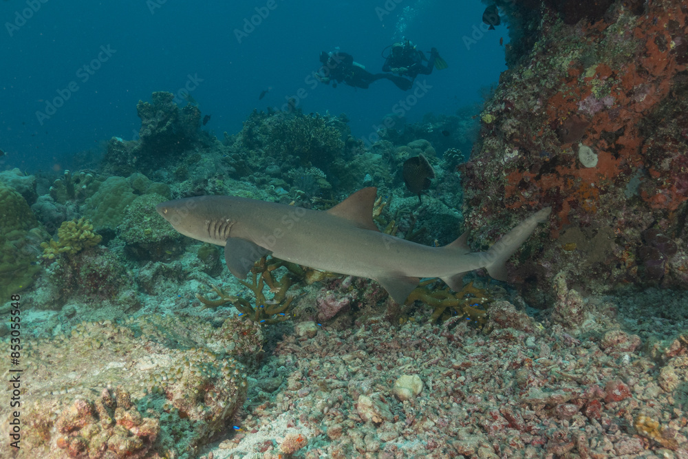 Thresher Shark swimming at the Tubbataha Reefs Philippines
Thresher Shark swimming at the Tubbataha Reefs Philippines