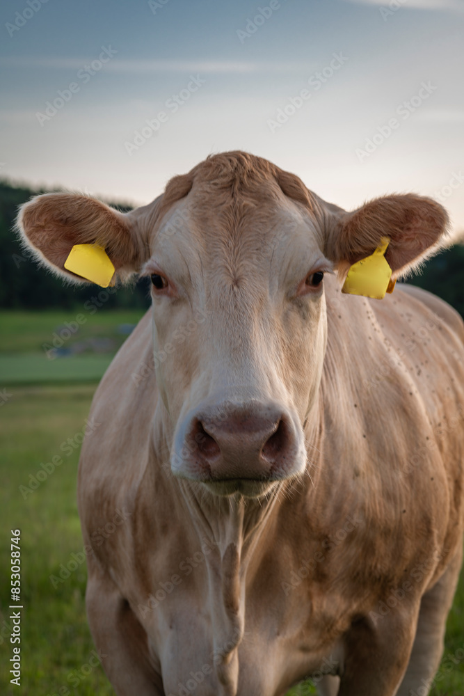 Cow on pasture land with sunset colors near Kremze town in south Bohemia Cow on pasture land with sunset colors near Kremze town in south Bohemia