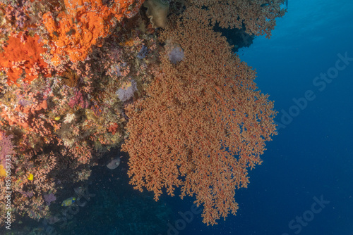 Coral reef and water plants at the Tubbataha Reefs, Philippines
 photo