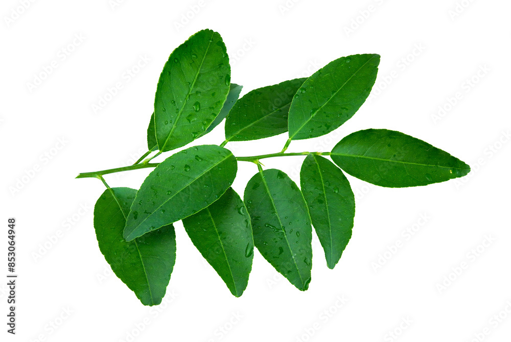 Fototapeta premium Green lime leaves with water dropper isolated on white background with transparent.