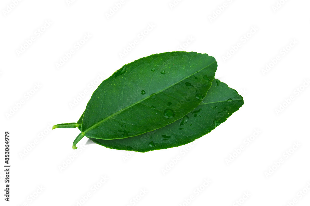 Obraz premium Green lime leaves with water dropper isolated on white background with transparent.