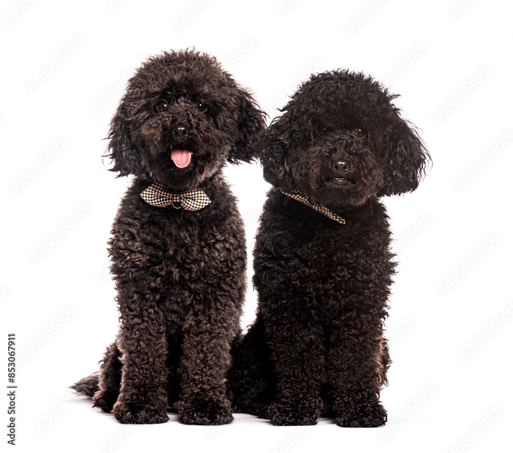 Two black poodles sitting and wearing checkered bow ties Two black poodles sitting and wearing checkered bow ties