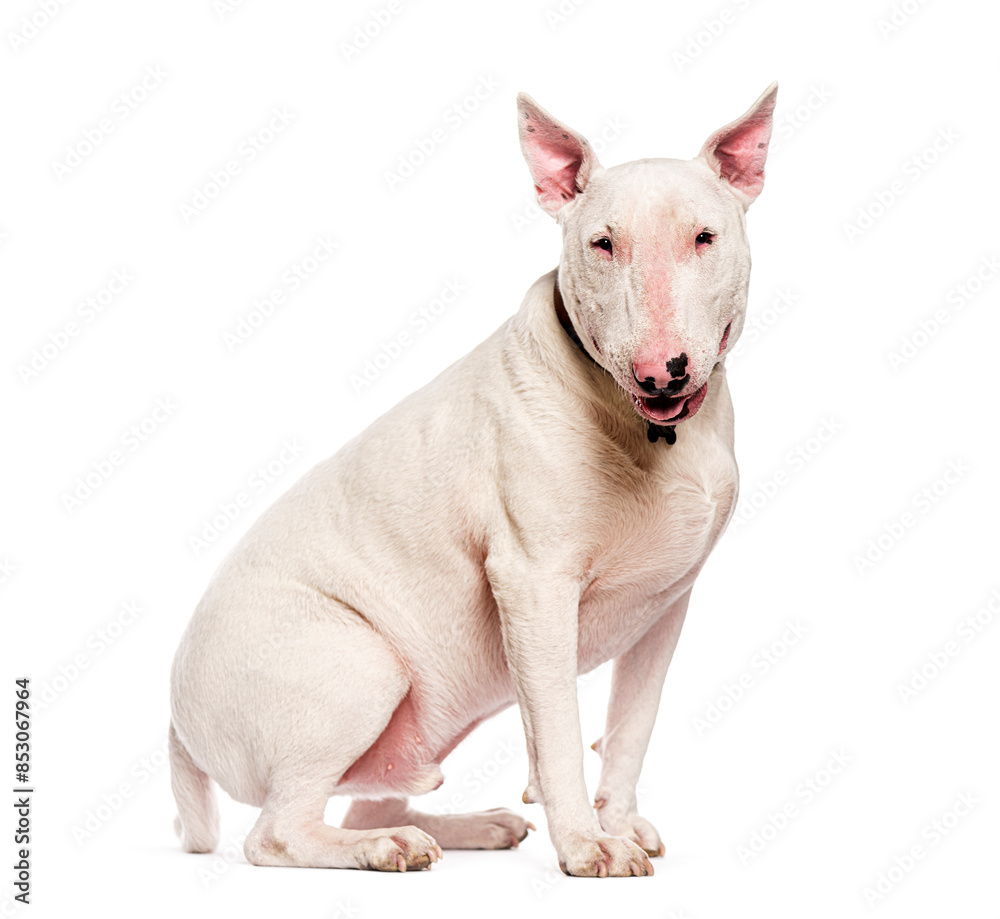 Obraz premium White bull terrier sitting and looking at camera