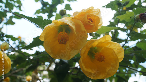  redvein flower or latin name abutilon pictum
 photo