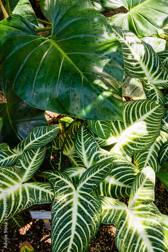 exotic leaves of a tropical plant in a botanical garden exotic leaves of a tropical plant in a botanical garden