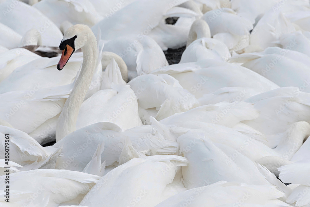 Obraz premium One swan standing out from the herd