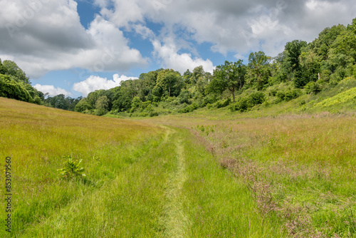 footpath through a meadow