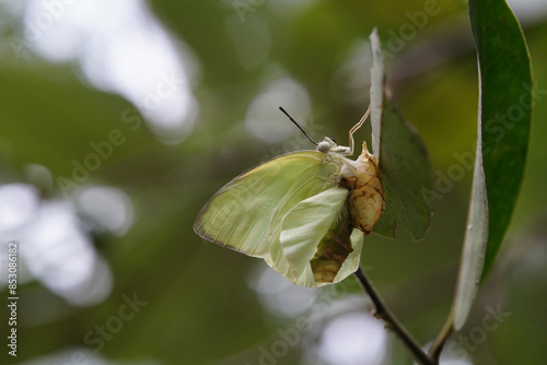 Butterflies found in the natural forest. photo