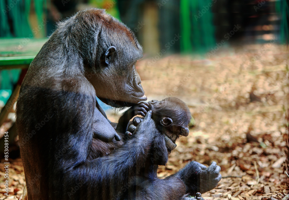 Φωτογραφία Love of a mother Western Lowalnd Gorilla, Mother kisses baby gently on the head