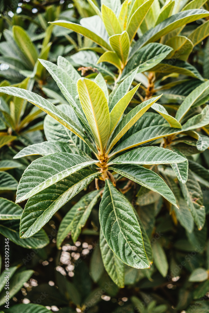Obraz premium close up of leaves