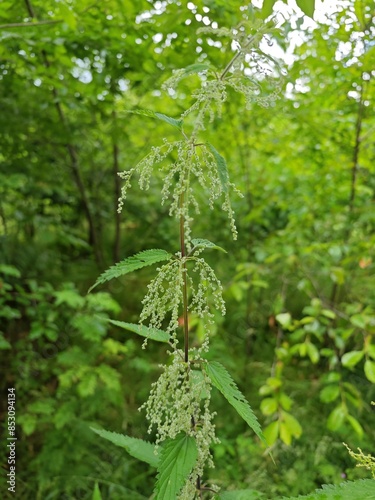 Blühende Brennnessel im Wald photo