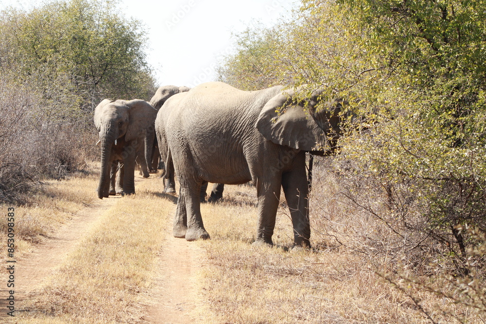 Fototapeta premium African Elephant herd in the wild charging tourist safari van or truck in a group of young and matriarch led elephant family