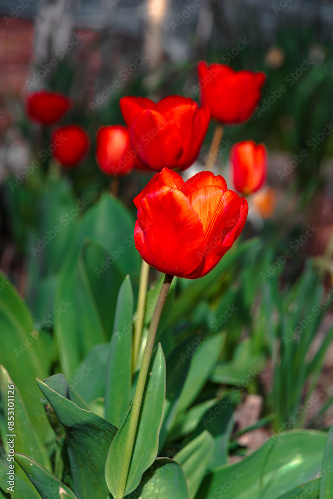 Colorful tulips bloom in spring. Beautiful background with spring flowers. Beautiful floral background of bright red tulips, sunny spring day, on a background of green grass. Selective focus. Colorful tulips bloom in spring. Beautiful background with spring flowers. Beautiful floral background of bright red tulips, sunny spring day, on a background of green grass. Selective focus.