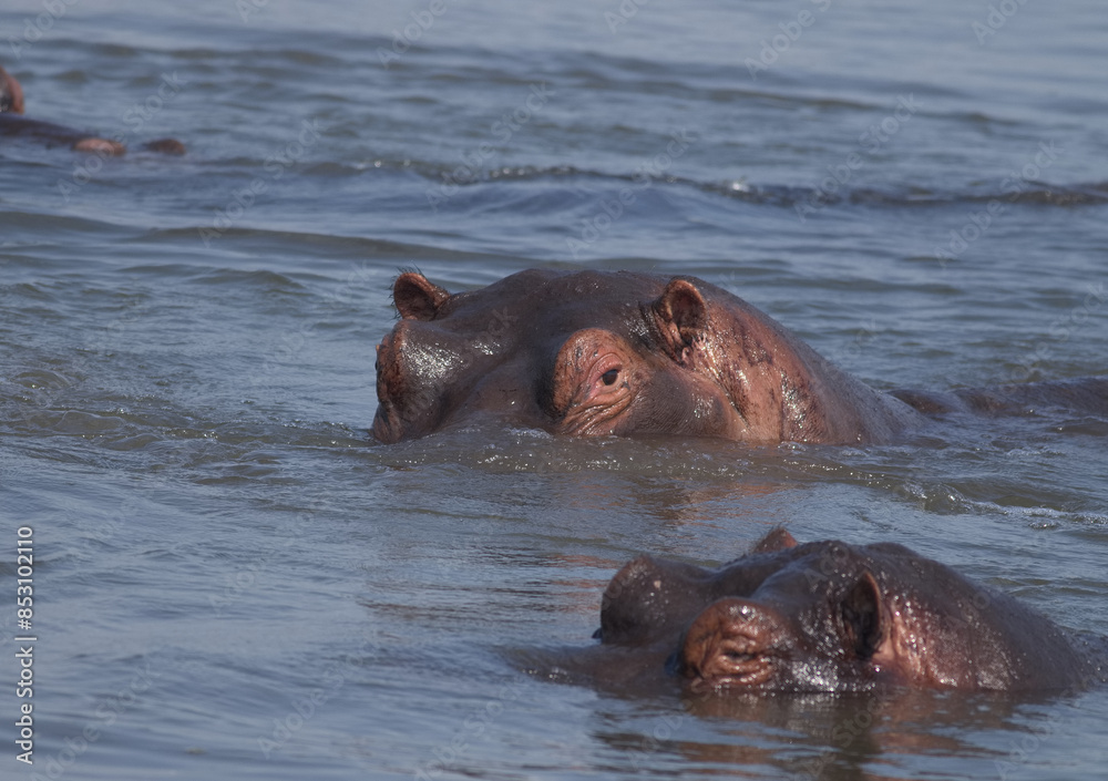 Hippos swimming and floating in the wate; Hippopotamus bulls and cows with their head out of the water; Hippopotamus amphibius from Lower Sabie, Kruger National Park South Africa Hippos swimming and floating in the wate; Hippopotamus bulls and cows with their head out of the water; Hippopotamus amphibius from Lower Sabie, Kruger National Park South Africa
