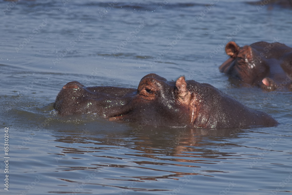 Hippos swimming and floating in the wate; Hippopotamus bulls and cows with their head out of the water; Hippopotamus amphibius from Lower Sabie, Kruger National Park South Africa Hippos swimming and floating in the wate; Hippopotamus bulls and cows with their head out of the water; Hippopotamus amphibius from Lower Sabie, Kruger National Park South Africa