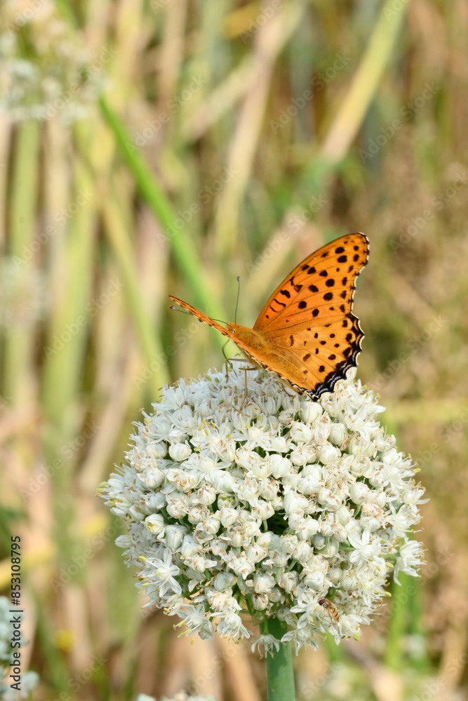 Obraz premium closeup the beautiful orange black color butterfly hold on the onion flower with plant soft focus natural green brown background.
