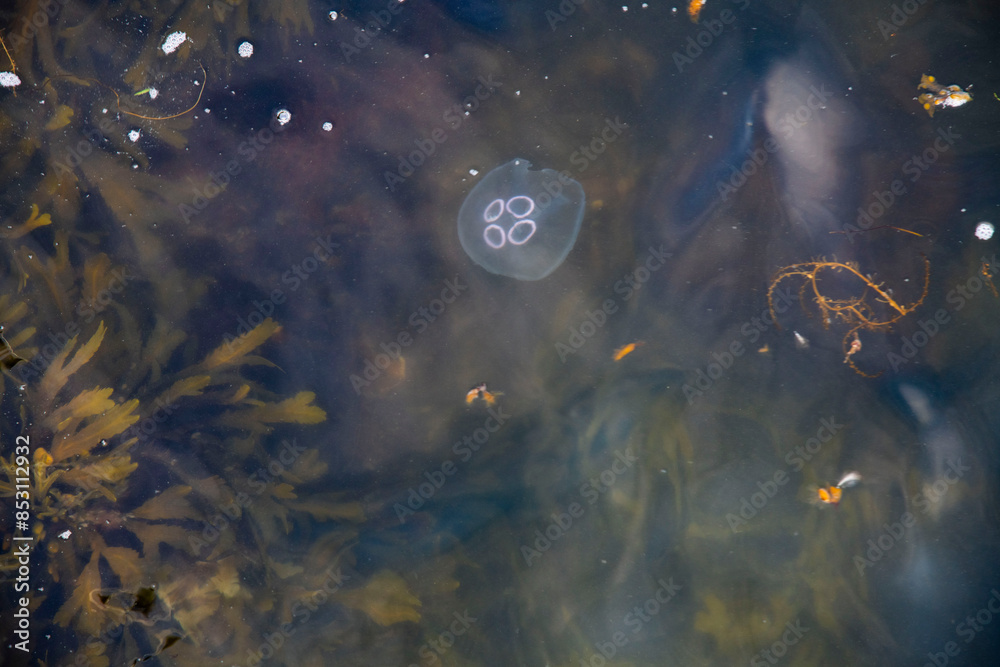 Fototapeta premium jellyfish