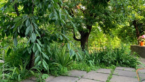 Trees and plants growing near concrete path in outdoor garden with green foliage