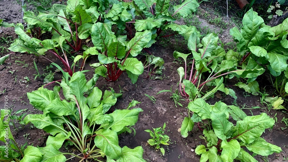 Fresh green chard beetroot plants growing garden vegetable organic farming agriculture eco farm produce food Fresh green chard beetroot plants growing garden vegetable organic farming agriculture eco farm produce food