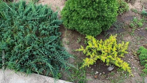 Top view various evergreen shrubs garden landscape background copy space close up macro photo