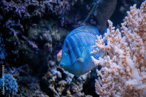Fototapeta Naklejka Na Ścianę i Meble -  Colourful tropical blue fish on the coral reef