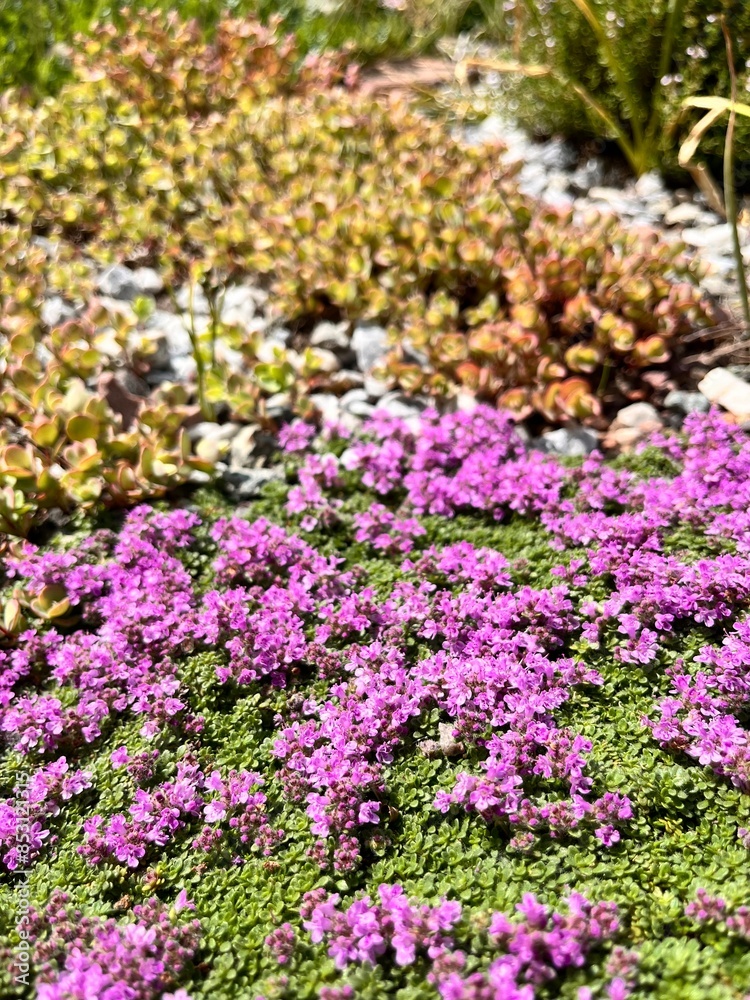 Fototapeta premium a lawn made of white and pink creeping alpine plants. Blooming creeping thyme and thymus serpyllum alba in the summer garden. Floral wallpaper.